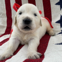 Golden Retriever Puppy Blaze