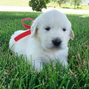 Golden Retriever Puppy Blaze
