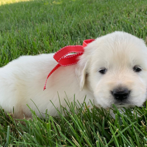 Golden Retriever Puppy Blaze