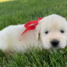 Golden Retriever Puppy Blaze
