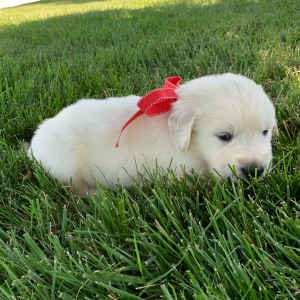 Golden Retriever Puppy Blaze