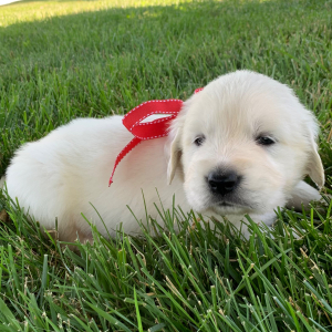 Golden Retriever Puppy Blaze