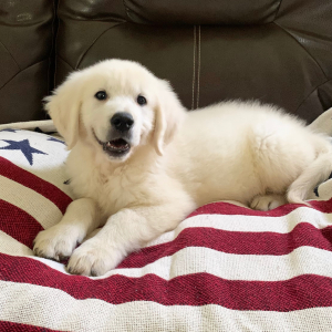Golden Retriever Puppy Blaze