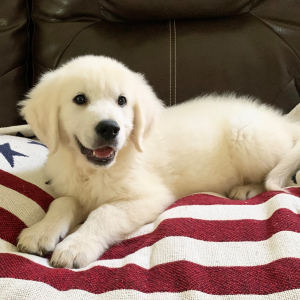 Golden Retriever Puppy Blaze