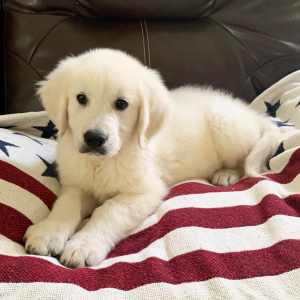 Golden Retriever Puppy Blaze