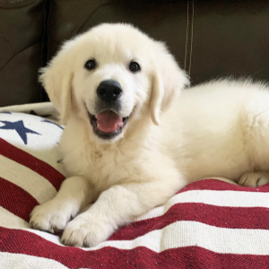 Golden Retriever Puppy Blaze
