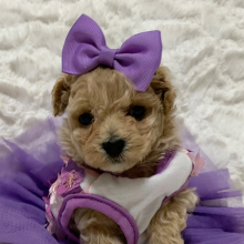 Maltipoo Puppy Chanel