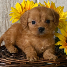 Cavapoo Puppy Darius