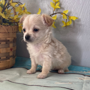 Chihuahua Puppy Dolly