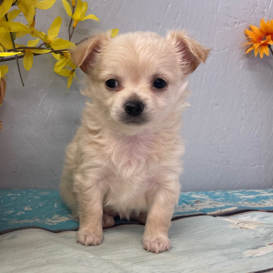 Chihuahua Puppy Dolly