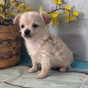 Chihuahua Puppy Dolly