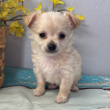 Chihuahua Puppy Dolly