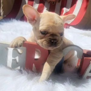 French Bulldog Puppy Xander