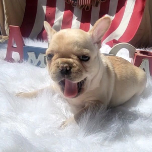 French Bulldog Puppy Xander