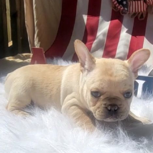 French Bulldog Puppy Xander