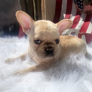 French Bulldog Puppy Xander