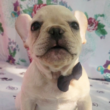 French Bulldog Puppy Xander