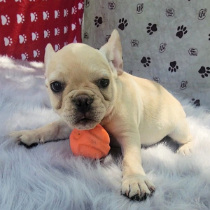 French Bulldog Puppy Xander