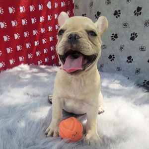 French Bulldog Puppy Xander