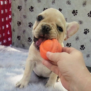 French Bulldog Puppy Xander