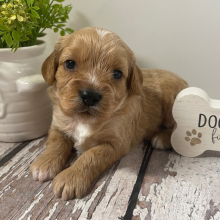 Cavapoo Puppy Lex