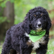 Bernedoodle Puppy Liam