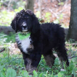 Bernedoodle Puppy Liam