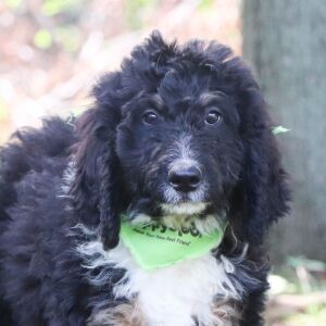 Bernedoodle Puppy Liam
