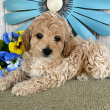 Cockapoo Puppy Dustin
