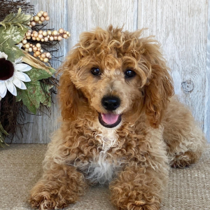 Cockapoo Puppy Dustin
