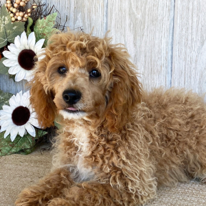 Cockapoo Puppy Dustin