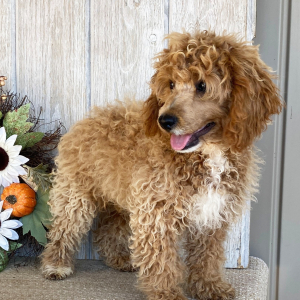 Cockapoo Puppy Dustin