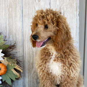 Cockapoo Puppy Dustin