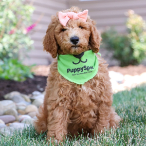 Poodle Puppy Alice