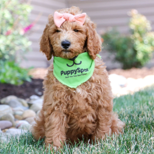 Poodle Puppy Alice