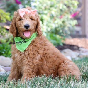 Poodle Puppy Alice