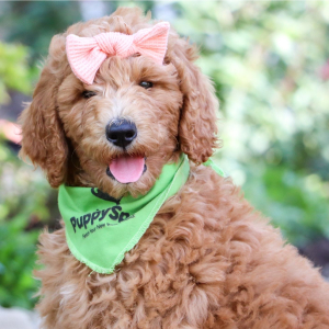 Poodle Puppy Alice