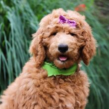 Poodle Puppy Alice
