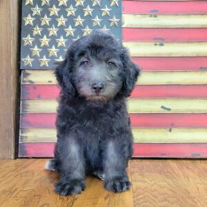 Schnoodle Puppy Emmy