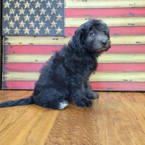 Schnoodle Puppy Emmy