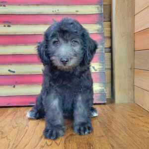 Schnoodle Puppy Emmy