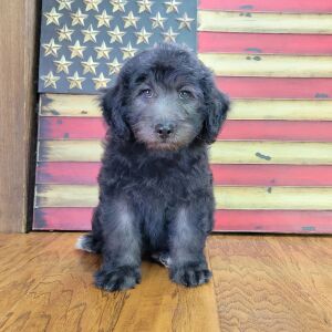 Schnoodle Puppy Emmy