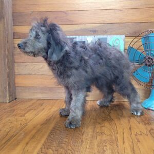Schnoodle Puppy Emmy