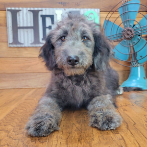 Schnoodle Puppy Emmy