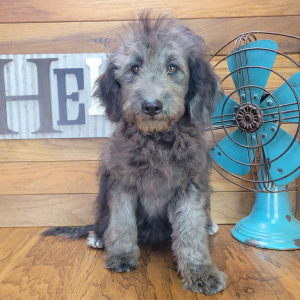 Schnoodle Puppy Emmy