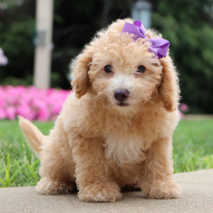 Bichonpoo Puppy Emily