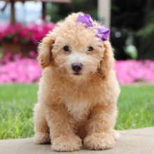 Bichonpoo Puppy Emily