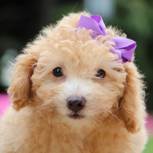 Bichonpoo Puppy Emily