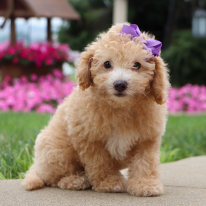 Bichonpoo Puppy Emily