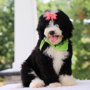 Bernedoodle Puppy Lydia